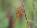 Crocothemis sanguinolenta (Small Scarlet) imm male 5.JPG